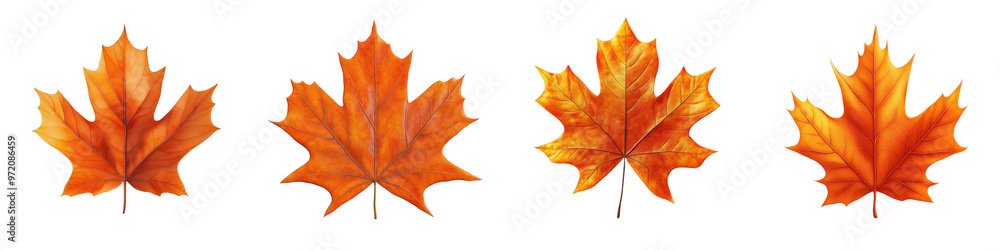3D of vibrant orange maple leaf with transparent background in minimalist style. 3D of vibrant orange maple leaf with transparent background in minimalist style.