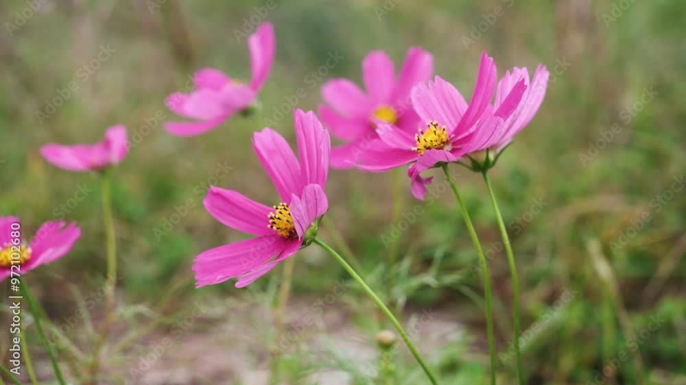 秋桜。秋。 秋桜。秋。
