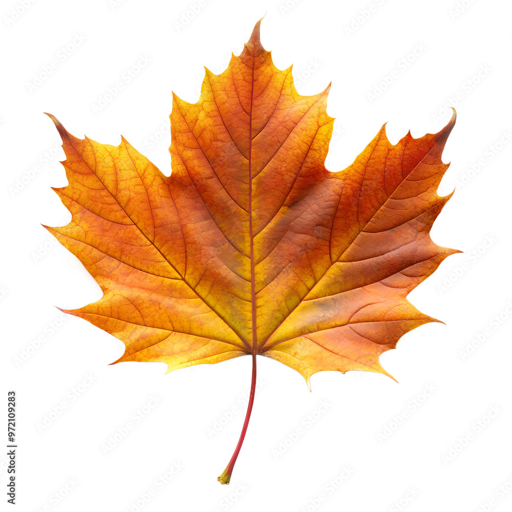 PNG Autumn leaves on a transparent background PNG Autumn leaves on a transparent background