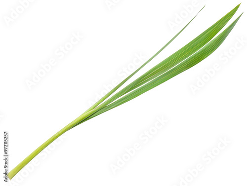 Bright green leaf stem with long leaves on a transparent background. photo