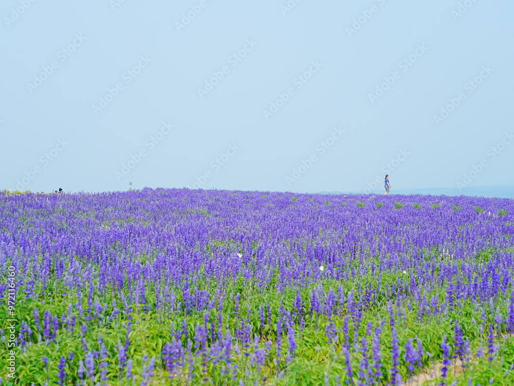 Fototapeta premium 北海道の絶景 フラワーランドかみふらの ブルーサルビア畑