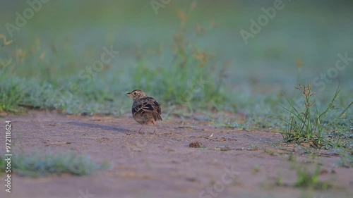 Bengal Bush Lark Feeding in Morning on ground photo