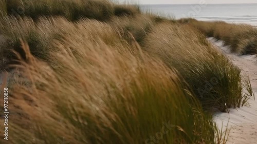 sand dunes and grass