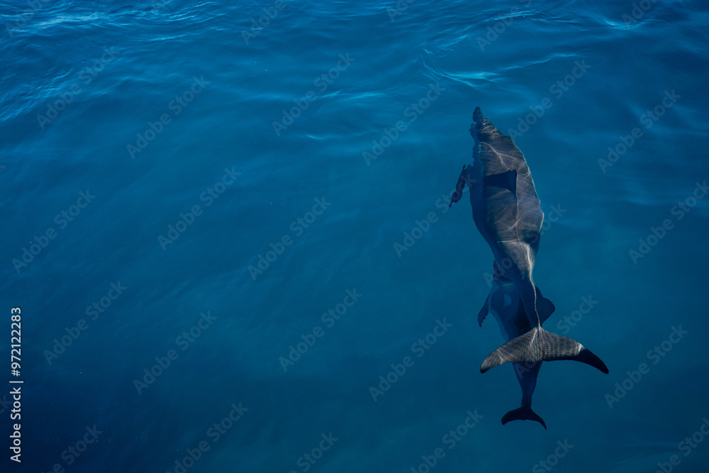 Obraz premium Hawaiian dolphins on Napali Coast, Kauai, Hawaii