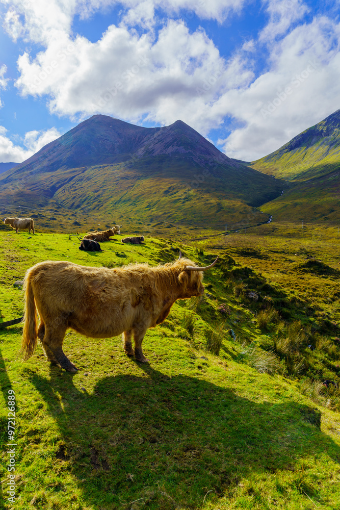 Highland Cow in the Isle of Skye
