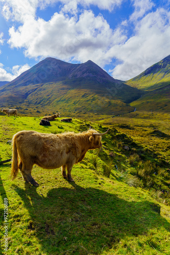 Obraz na płótnie Highland Cow in the Isle of Skye w salonie