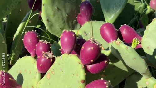 Cactus opuntia with ripe fruits photo