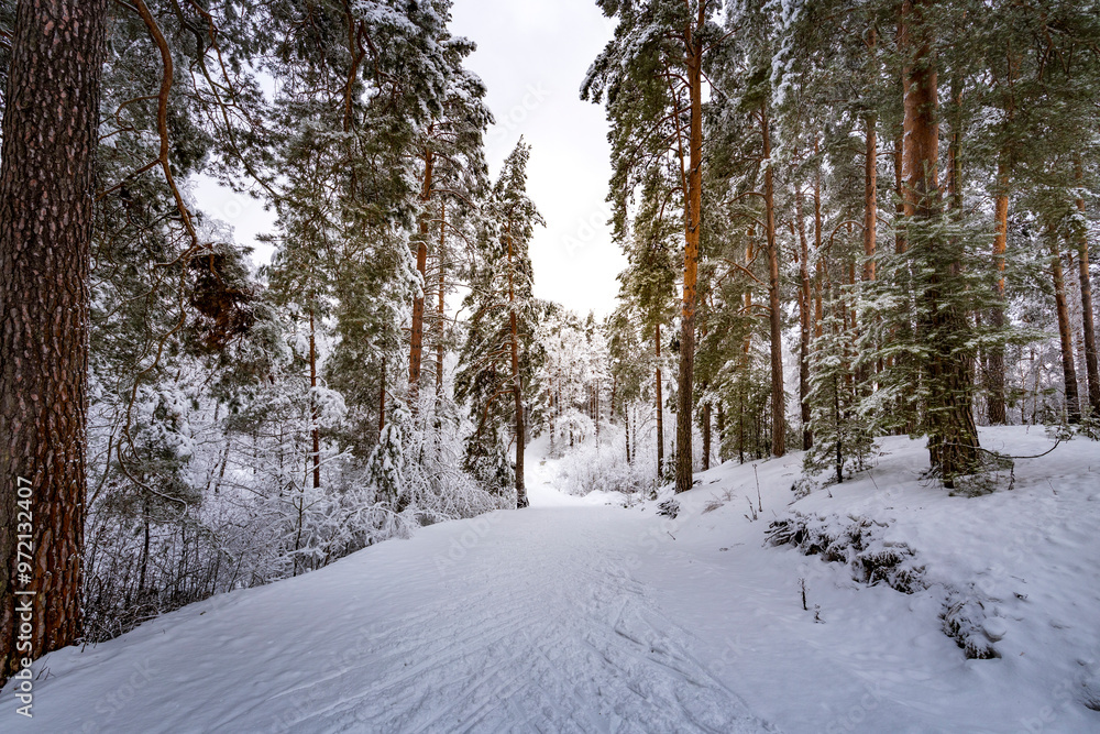 A snowy forest with trees covered in snow A snowy forest with trees covered in snow