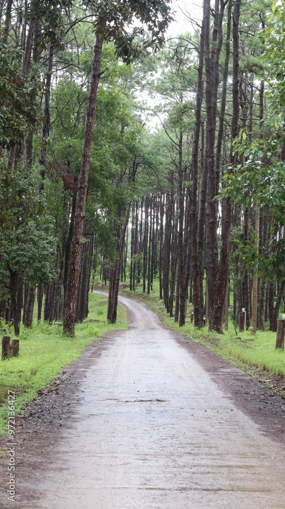 Obraz premium path in the woods