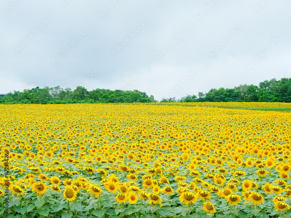 Fototapeta premium 北海道の絶景 北竜町ひまわりの里