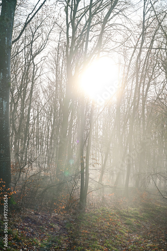 Foggy morning mood in the forest in autumn at Großer Gleichberg, fog in the forest with autumn leaves, trees and beautiful light mood, Gleichamberg, Thuringia, Germany photo