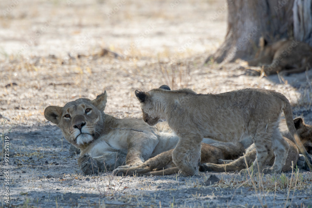 Fototapeta premium lions in bwa