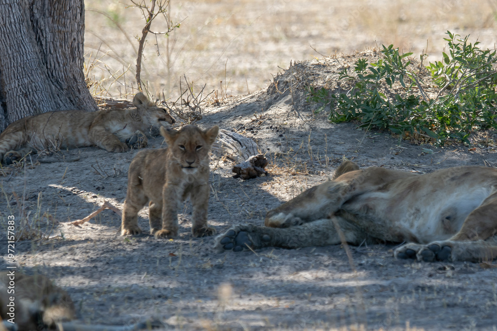 Naklejka premium lions in bwa