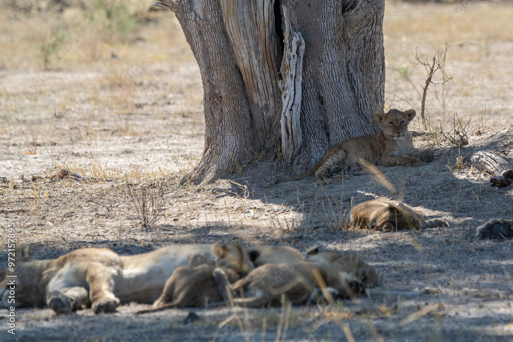 Fototapeta premium lions in bwa