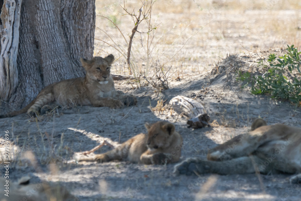 Fototapeta premium lions in bwa