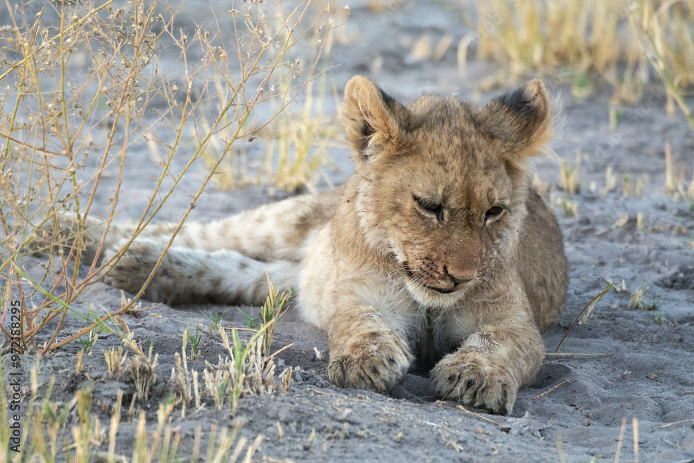 Obraz premium lions in bwa