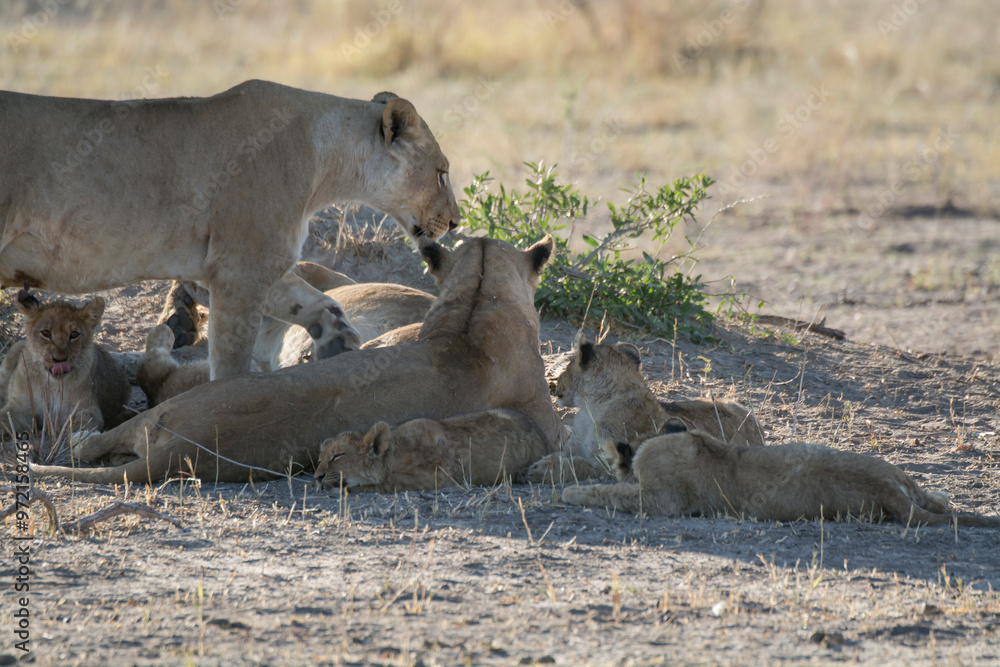lions in bwa lions in bwa