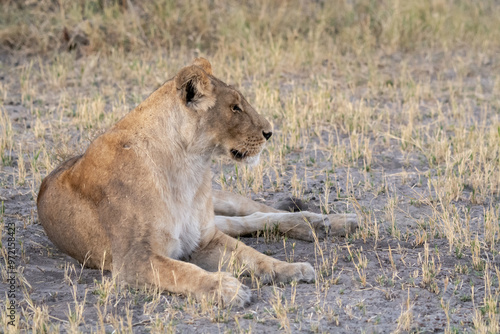 lions in bwa