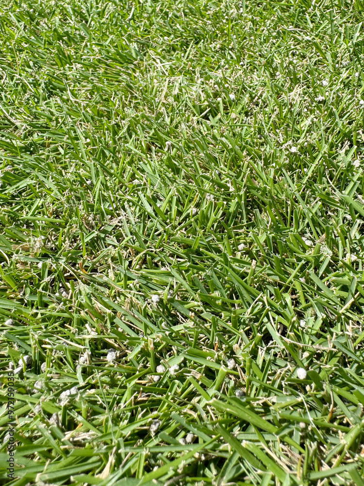 Obraz premium 肥料をまいた刈高20mmの芝生