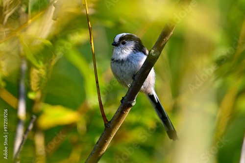 Schwanzmeise // Long-tailed tit (Aegithalos caudatus) photo