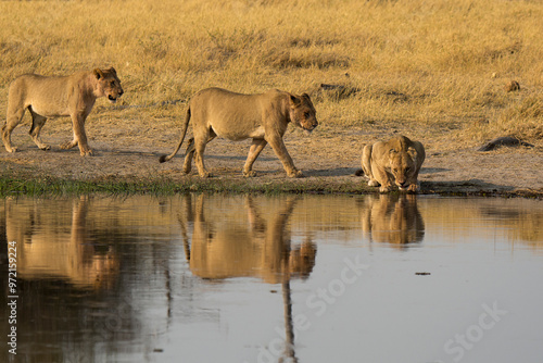 lions in BWA