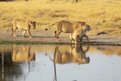 lions in BWA