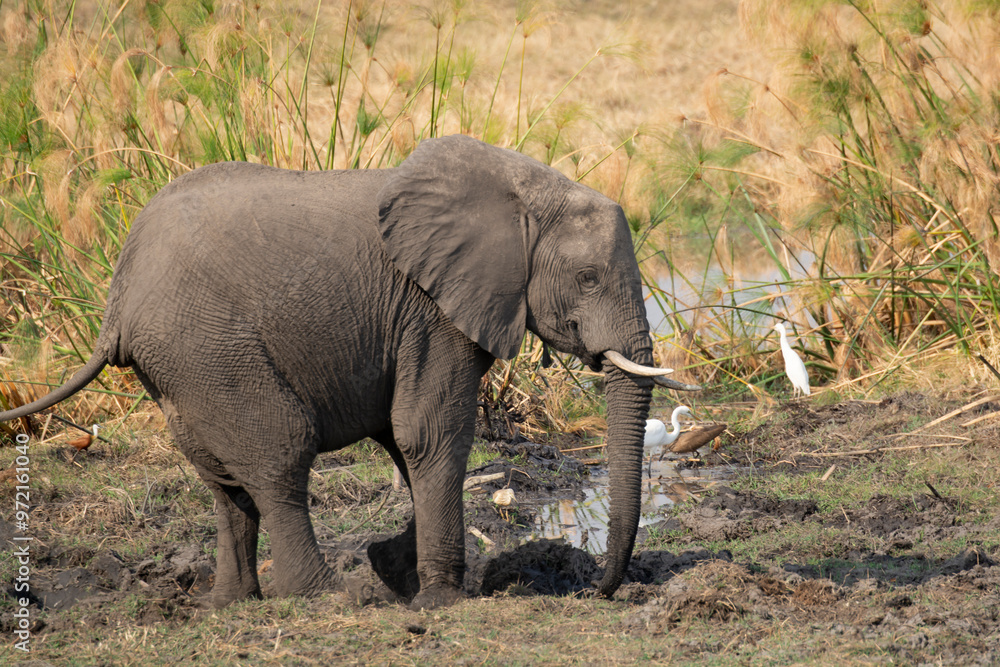 Fototapeta premium Elefanti in BWA
