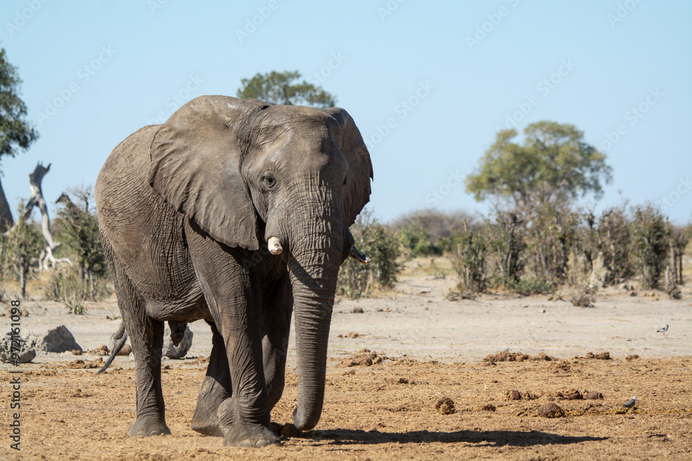 Obraz premium Elefanti in BWA