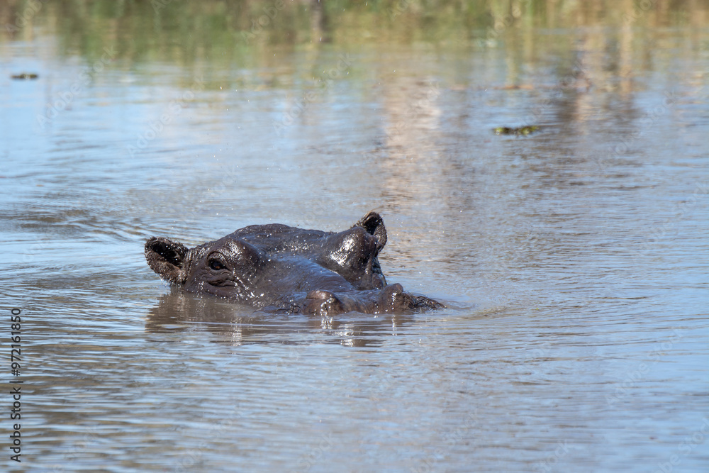 Ippopotami in acqua , in un fiume in botswanA Ippopotami in acqua , in un fiume in botswanA