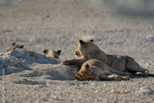 Lions in BWA