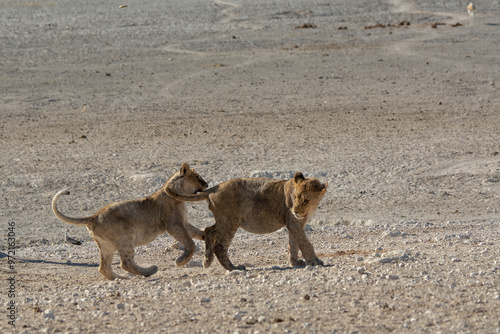 lions in bwa