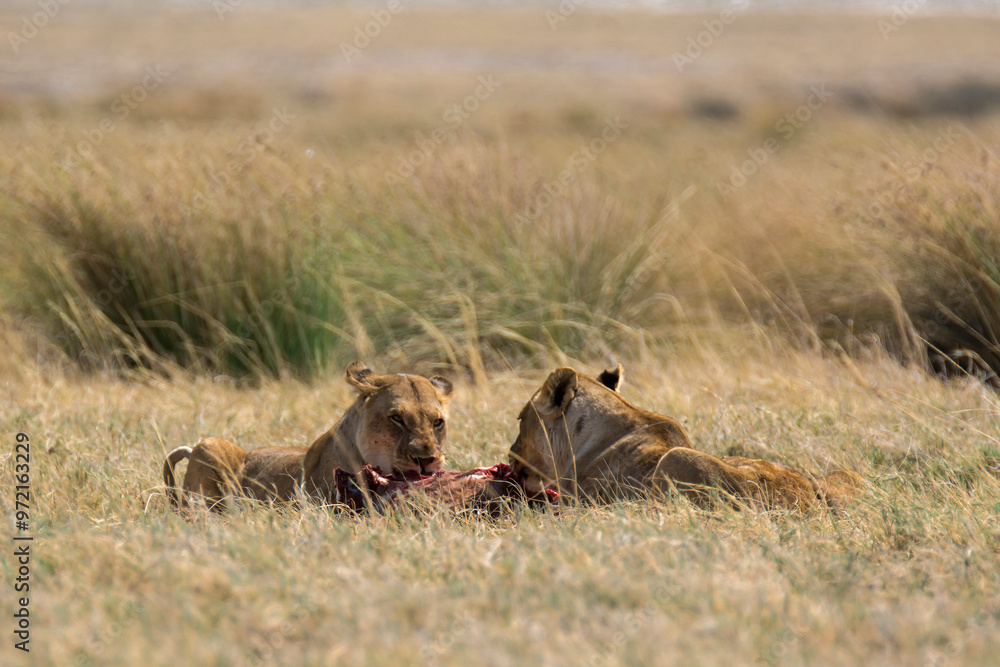 lions in bwa lions in bwa