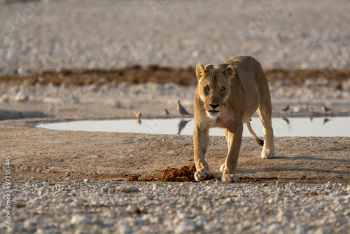 lions in bwa photo