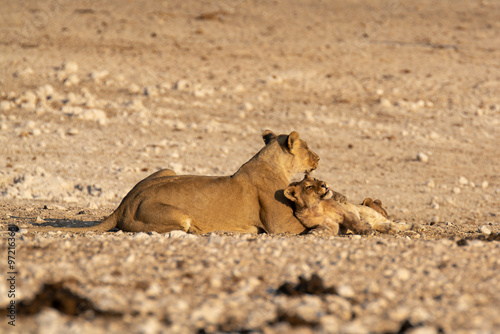 lions in bwa photo