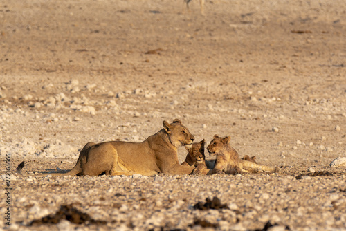 lions in bwa photo