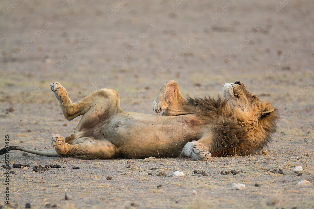 Fototapeta premium lions in BWA