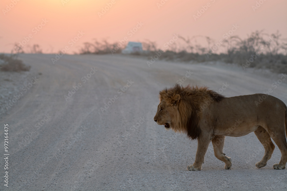 lions in BWA lions in BWA