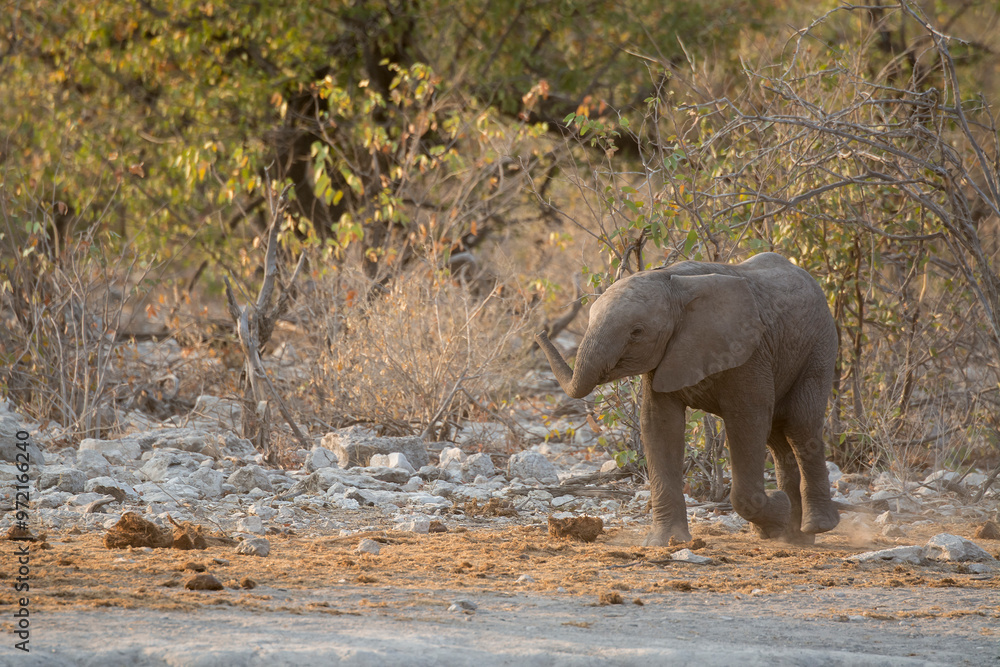 Fototapeta premium elefanti in BWA