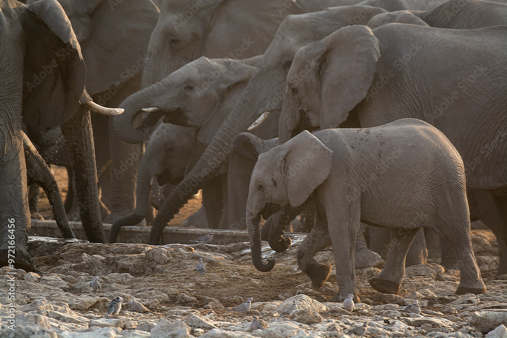 Fototapeta premium elefanti in BWA