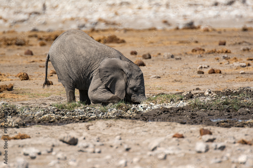 Fototapeta premium elefanti in BWA