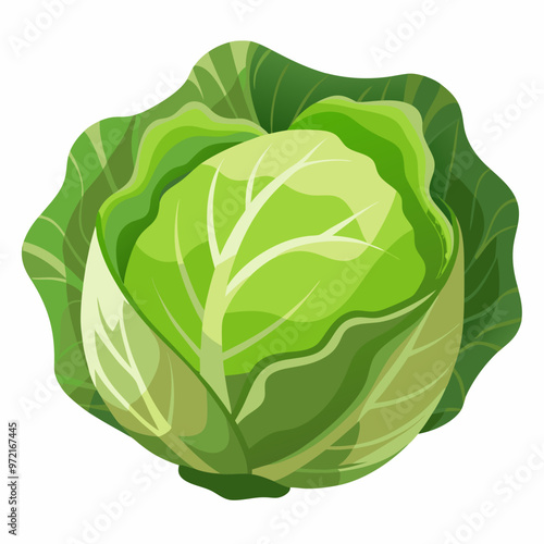 cabbage isolated on white background