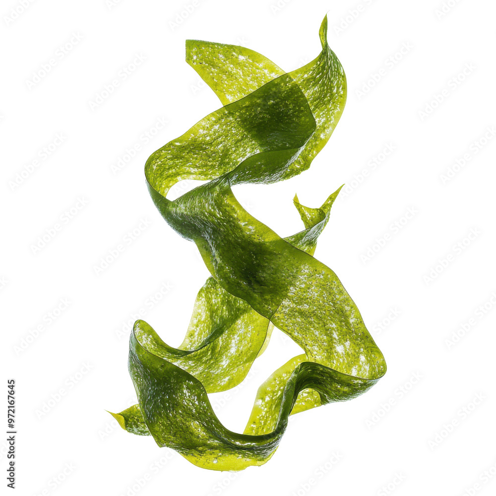 Seaweed with flowing ribbon-like fronds in a soft natural setting Seaweed with flowing ribbon-like fronds in a soft natural setting