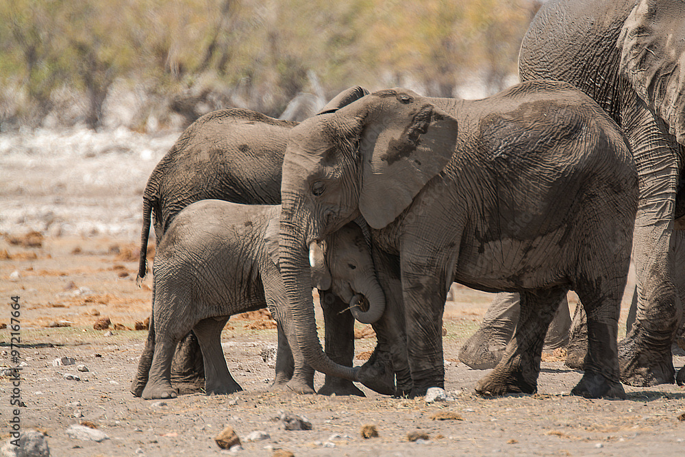 Fototapeta premium elefanti in BWA