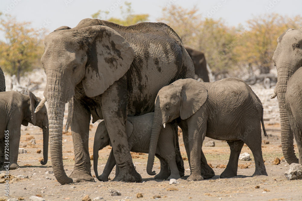Fototapeta premium elefanti in BWA