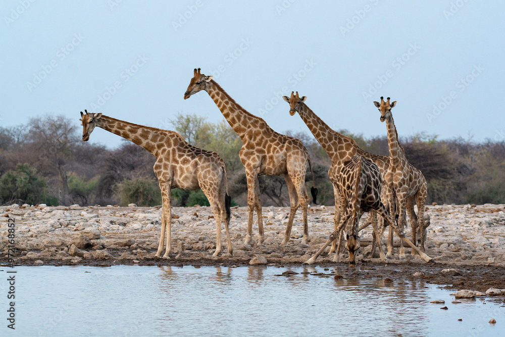 Fototapeta premium giraffe in bwa