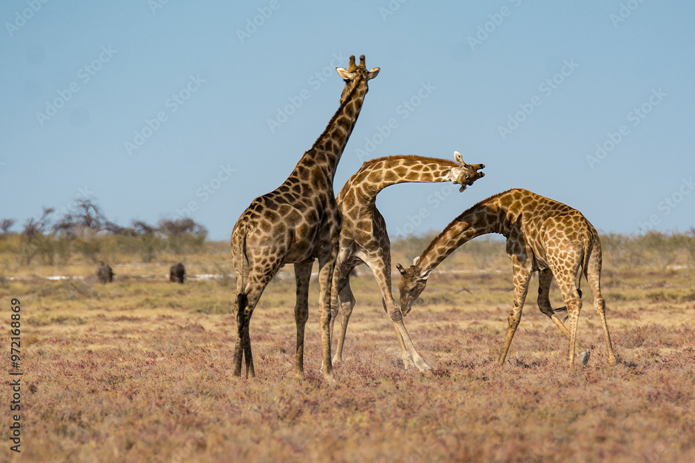 Obraz premium giraffe in bwa