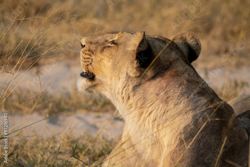 Lions, in BWA photo