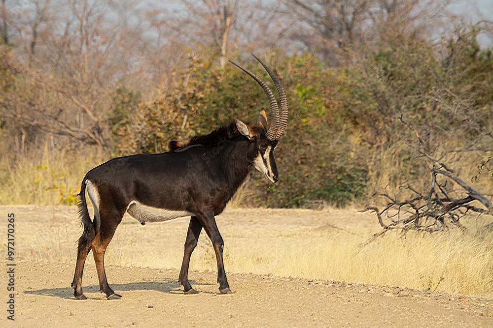 Fototapeta premium Erbivori in BWA