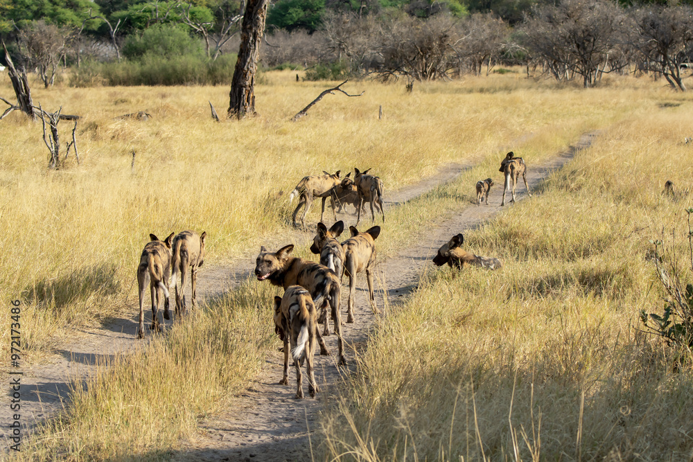 WILD DOG in bwa WILD DOG in bwa