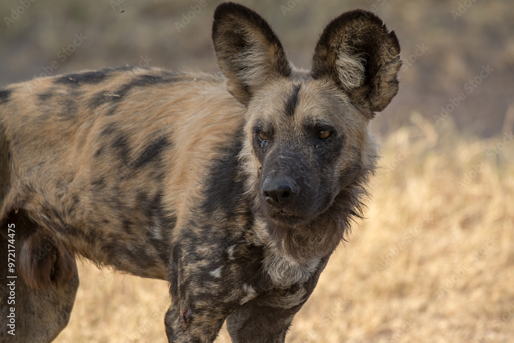 wild dog in bwa wild dog in bwa